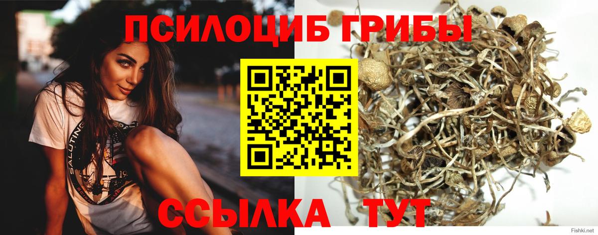 Псилоцибиновые грибы Psilocybine cubensis Ростов Великий